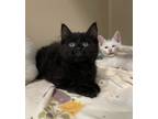 Adopt Marla a Domestic Mediumhair / Mixed cat in Oakland, NJ (41544772)