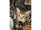Adopt 18823 a Domestic Shorthair / Mixed cat in Covington, GA (41544756)