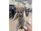 Adopt 18833 a Domestic Mediumhair / Mixed cat in Covington, GA (41544755)