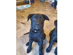 Adopt Skyler a Black Australian Shepherd / Mixed dog in Vancouver, WA (41544874)