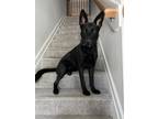 Adopt Sunny a Black German Shepherd Dog / Mixed dog in Clayton, NC (41143418)