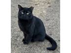 Adopt Ralph a All Black Domestic Shorthair (short coat) cat in Faribault