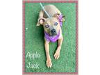 Adopt APPLE JACK a Tan/Yellow/Fawn Mixed Breed (Medium) / Mixed dog in Marietta