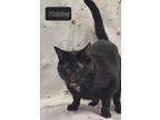 Adopt Hunter a Domestic Shorthair / Mixed cat in Stouffville, ON (41544781)