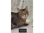 Adopt Quimby a Domestic Shorthair / Mixed cat in Stouffville, ON (41544780)