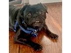 Adopt Henri a Black Pug / Mixed dog in Grapevine, TX (41544778)
