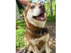 Adopt Ranger a Brown/Chocolate - with White Husky / Mixed dog in Henrico