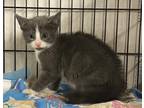 Adopt 3 Adorable Kittens a Gray or Blue (Mostly) Domestic Shorthair (short coat)