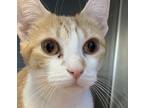 Adopt Asatoa a Domestic Shorthair / Mixed cat in Birdsboro, PA (41544767)