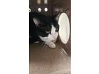 Adopt Chris a Domestic Shorthair / Mixed cat in Birdsboro, PA (41544766)