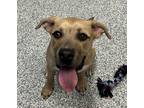 Adopt Dean a Mastiff / Labrador Retriever / Mixed dog in Golden, CO (41543153)