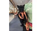 Adopt Buttons a Black Schnauzer (Miniature) / Mixed dog in Homer Glen