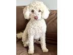 Adopt Waldo a White Poodle (Miniature) / Mixed dog in Agua Dulce, CA (41544573)