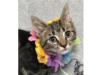 Adopt Ramsey a Domestic Shorthair / Mixed (short coat) cat in Columbus
