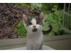 Adopt Hudson a Domestic Shorthair / Mixed (short coat) cat in Lancaster