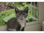 Adopt Mogul a Domestic Shorthair / Mixed (short coat) cat in Lancaster