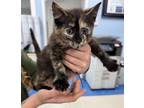 Adopt Eevee a Tortoiseshell Domestic Shorthair cat in Lexington, SC (41544502)