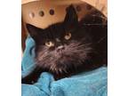 Adopt Harmony a Domestic Mediumhair / Mixed cat in Williams Lake, BC (41544430)