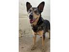 Adopt Eve a Australian Cattle Dog / Mixed Breed (Medium) / Mixed dog in Tool