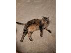Adopt Kitty a Gray, Blue or Silver Tabby American Shorthair / Mixed (short coat)