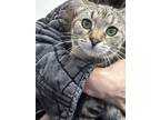 Adopt Cali a Brown Tabby Tabby / Mixed (short coat) cat in La Canada