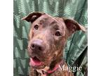 Adopt Maggie a Brindle Pit Bull Terrier / Mixed dog in Warren, PA (36731294)