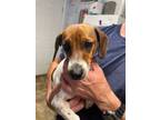 Adopt Bingo a Dachshund / Mixed dog in Darlington, SC (41541896)