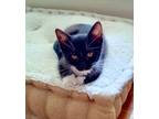 Adopt Carleigh a Domestic Shorthair / Mixed (short coat) cat in Alpharetta