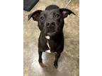 Adopt Lucky a Mixed Breed (Medium) / Mixed dog in Jonesboro, AR (41544411)