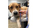 Adopt Paul a Mixed Breed (Medium) / Mixed dog in Jonesboro, AR (41544410)