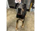 Adopt Chevy a Mixed Breed (Medium) / Mixed dog in Jonesboro, AR (41544409)