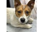 Adopt Ernie a Mixed Breed (Medium) / Mixed dog in Jonesboro, AR (41544408)