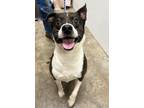 Adopt Tonie a Mixed Breed (Medium) / Mixed dog in Jonesboro, AR (41544407)