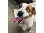 Adopt Saul a Mixed Breed (Medium) / Mixed dog in Jonesboro, AR (41544406)