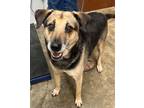 Adopt Willomenia a Mixed Breed (Medium) / Mixed dog in Jonesboro, AR (41544404)