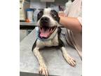 Adopt Petey a Mixed Breed (Medium) / Mixed dog in Jonesboro, AR (41544403)