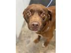 Adopt Chance a Mixed Breed (Medium) / Mixed dog in Jonesboro, AR (41544402)