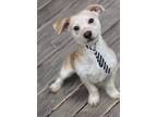 Adopt Porter a Tan/Yellow/Fawn - with White Jack Russell Terrier / Dachshund /