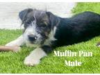 Adopt Muffin Pan a Mixed Breed (Medium) / Mixed dog in Wilson, NC (41491381)