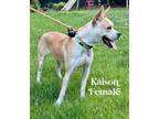 Adopt Kaison a Mixed Breed (Medium) / Mixed dog in Wilson, NC (41544399)