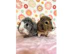 Adopt Baxter & Gaston BONDED PAIR a Guinea Pig small animal in Minneapolis