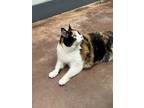 Adopt Rory a Calico or Dilute Calico Calico / Mixed (medium coat) cat in Saline