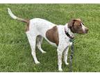 Adopt Frankie a White - with Brown or Chocolate German Shorthaired Pointer /