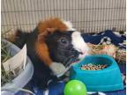 Adopt Flubby a Guinea Pig small animal in Oceanside, CA (41541920)