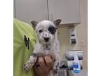 Adopt Smudge a White Australian Cattle Dog dog in Apple Valley, CA (41544468)