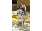 Adopt Kodiak a Black Husky dog in Apple Valley, CA (41544458)