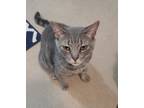 Adopt Morty and Sylvester (2 cats) a Gray, Blue or Silver Tabby Tabby / Mixed