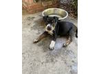 Adopt Oreo Blizzard a Australian Cattle Dog dog in Bradenton, FL (41544451)