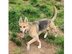 Adopt Reyna a Tricolor (Tan/Brown & Black & White) German Shepherd Dog / Mixed