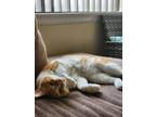 Adopt Billi a Orange or Red Tabby Domestic Shorthair / Mixed (medium coat) cat